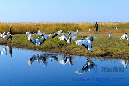 深圳龍視數(shù)碼自然保護區(qū)無線微波監(jiān)控系統(tǒng)